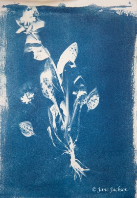 Cyanotype Pulminaria Small DSC_6802 copy